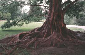Redwood_tree