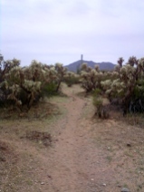 Cam boh trail 6 lush cholla cactus on Roadrunner trail