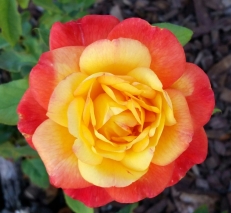 sept-24-2015-beautiful-multi-colored-rose